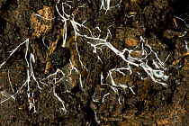 Branching threads of fungus mycelium in organic soil sample, mycorrhizal symbiotic organism which interacts with plant roots. Devon,England,UK,February