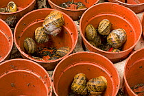 Large number of garden snails (Cornu aspersum) overwintering in the shelter of plastic flowerpots