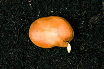 A broad bean seed (Vicia faba) germinating, radicle (root) just emerging from seed coat