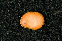A broad bean seed (Vicia faba) on soil with no sign of germination