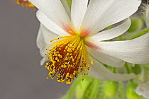 African hemp (Sparrmannia africana) flower with tight stamens, filaments and anthers which are touch sensitive
