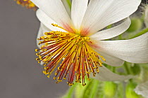 African hemp (Sparrmannia africana) flower with open stamens, filaments and anthers after reacting to touch