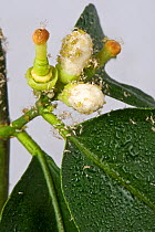 Mottled arum aphid (Aulacorthum circumflexum) infestation and sticky honeydew on conservatory lemon flower buds and leaves