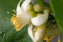 Mottled arum aphid (Aulacorthum circumflexum) infestation and sticky honeydew on conservatory lemon flower buds and leaves
