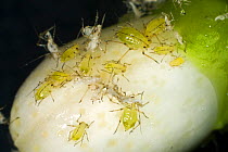 Mottled arum aphid (Aulacorthum circumflexum) infestation and honeydew on conservatory lemon flower buds