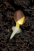 A germinating cabbage (Brassica oleracea) seed on soil with main root and root hairs developing from split seed coat