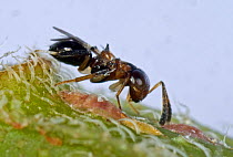 Parasitoid wasp (Encyrtus infelix) adult commercial biological control parasitoid with scale insect host pests in protected crops