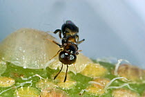 Parasitoid wasp (Encyrtus infelix) adult commercial biological control parasitoid with scale insect host pests in protected crops