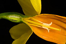 Side view section of a daffodil flower, Narcissus &#39;Jetfire&#39;, with yellow sepals and orange corona, ovary, pistil, stigma, filaments and anthers.