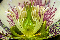 A Ranunculaceae (Helleborus spp.) flower section showing stucture; anthers, stamens, styles, stigmae, nectaries