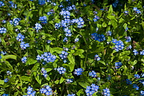 Wood forget me not (Myosotis sylvatica) blue flowered spring plant in dappled woodland shade, Devon, England, UK, May