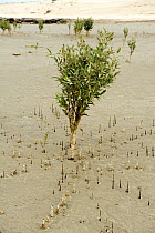 Young grey mangrove (Avicennia marina) tree at low tide with aerial roots or pneumatophores sticking up above the sand, Abu Dhabi