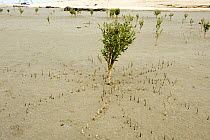 A young grey mangrove (Avicennia marina) tree at low tide with aerial roots or pneumatophores sticking up above the sand, Abu Dhabi