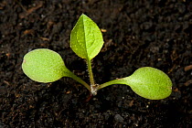 Nipplewort ( Lapsana communis) seedling with one true leaf of garden weed