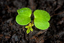 Herb robert (Geranium robertianum) seedling garden weed with cotyledons and first true leaf just developing