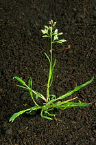 Annual meadow-grass (Poa annua) with tillers / shoots and flower - an annual garden and agriculture weed