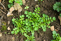 Young plants of hairy bittercress (Cardamine hirsuta) a common garden weed on bare soil, Devon, England, UK, April