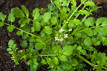 Young flowering plant of hairy bittercress (Cardamine hirsuta) annual arable garden weed