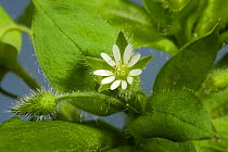 Chickweed (Stellaria media) flowers and leaves of an annual agricultural and garden weed