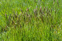 Sweet vernal grass (Anthoxanthum odoratum) flowering in a mixed grass, Devon, England, UK. May.