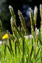 Sweet vernal grass (Anthoxanthum odoratum) flowering in a Devon meadow, May