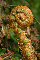 Frond on a male fern plant ( Dryopteris filix-mas) unfurling in spring woodland, Devon, England, UK, May