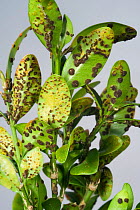 Box rust (Puccinia buxi) pustules on the lower surface of a diseased parterre box hedge leaves, Devon, England, UK, May