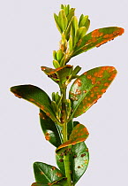 Box rust (Puccinia buxi) pustules on the upper surface of a diseased parterre box hedge leaves, Devon, England, UK, May