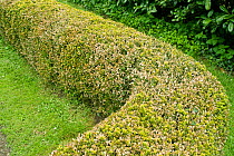 Box blight (Cylindrocladiumn buxicola) damage to Box (Buxus sempervirens) parterre hedge, Devon, England, UK, April.