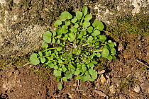 Hairy bittercress (Cardamine hirsuta) young plant rosette on soil, Devon, England, UK, April.