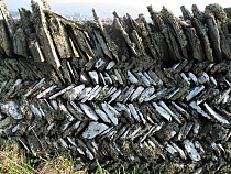 Cornish herring-bone dry stone wall, Tintagel, Cornwall, England, UK, March