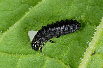Green dock beetle larva (Gastrophysa viridula) feeding on broad dock leaf (Rumex obtusifolius) , Devon, England, UK. May.