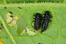 Green dock beetle larvae (Gastrophysa viridula) feeding on broad dock leaf (Rumex obtusifolius) , Devon, England, UK. May.
