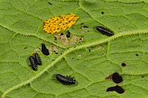 Green dock beetle larvae (Gastrophysa viridula) feeding on broad dock leaf (Rumex obtusifolius) and eggs, Devon, England, UK. May.