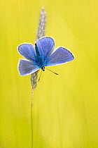 Male common blue butterfly (Polyommatus icarus) basking wings open on grass, Vealand Farm, Devon, UK. June.