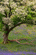 Hawthorn tree (Crataegus monogyna) in blossom and bluebells (Hyacinthoides non-scripta), The Lake District, Cumbria, May.