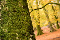 A heart shape made in moss on a beech tree, autumn at Bolderwood, The New Forest, Hampshire, UK. November.