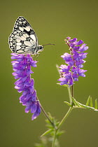 Marbled White butterfly (Melanargia galathea) resting on tufted vetch (Vicia cracca), Dunsdon Nature Reserve, Devon, UK. July 2019.