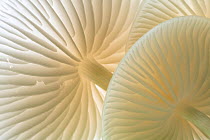 Close-up of backlit Porcelain fungus (Oudemansiella mucida) showing gills, Cornwall, UK. September