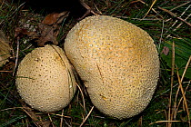 Common earthball fungus (Scleroderma citrinum),  Black Park Country Park, Buckinghamshire, England, November.