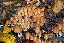 Glistening inkcap fungus (Coprinellus micaceus), NEC grounds, Birmingham, West Midlands, England, October.