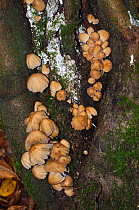 Glistening inkcap fungus (Coprinellus micaceus),  Box Hill, Surrey, England, October.