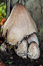 Common inkcap fungus (Coprinopsis atramentaria), South West London, England, November.