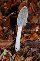 Hare'sfoot inkcap fungus (Coprinopsis lagopus), Penn Wood, Buckinghamshire, England, November.
