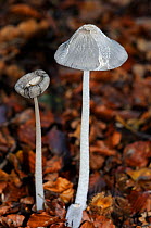 Hare's foot inkcap fungus (Coprinopsis lagopus), Penn Wood, Buckinghamshire, England, November.