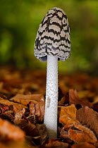 Magpie inkcap fungus (Coprinopsis picacea),  Sheepleas Surrey Wildlife Trust Reserve, England, UK. October.