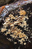 Peeling oysterling fungus (Crepidotus mollis),  Polesden Lacey NT, Surrey, England, October.