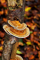 Blushing bracket fungus (Daedaleopsis confragosa), Penn Wood, Buckinghamshire, England, November.