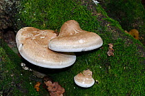 Birch polypore fungus (Fomitopsis betulina / Piptoporus betulinus) Naphill Common (SSSI), Buckinghamshire, England, September.
