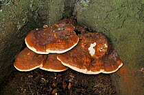 Southern bracket fungus (Ganoderma australe), Beddington Park, Wallington, Surrey, England, August.